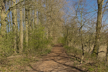 Hiking trail along meadows with bare trees and fresh green spring shrubs on a sunny day with clear blue sky in Scheldt valley near Ghent, Flanders, Belgium 