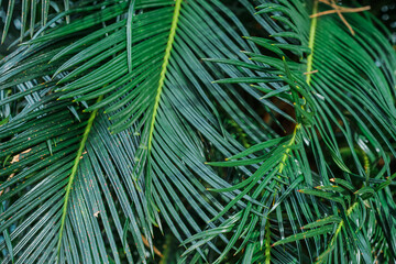 Background of palm leaves, close-up. Idea for wallpaper, background for text or advertising
