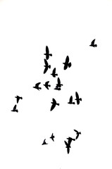 flock of birds silhouettes