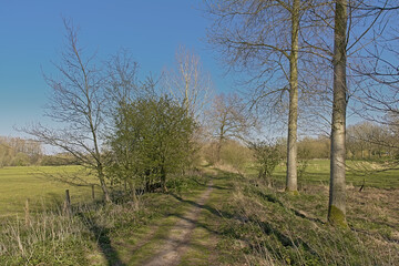 Hiking trail along meadows with bare trees and fresh green spring shrubs on a sunny day with clear blue sky in Scheldt valley near Ghent, Flanders, Belgium 