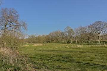 Fototapeta na wymiar Lush green spring meadow with bare trees on a sunny day with clear blue sky in Scheldt valley near Ghent, Flanders, Belgium 