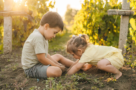 Two kids digging in soil and preparing soil for plant, sitting at sunset in the garden. Summer outdoor fun activity. Summer vacation fun. Agriculture concept