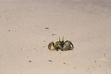 Seychelles ghost crab on the beach