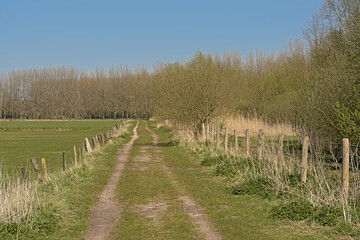 Fototapeta na wymiar Dirtroad along fenced meadows in Scheldt valley ature reserve near Ghent, Flanders, Belgium on a sunny spring day with clear blue sky 