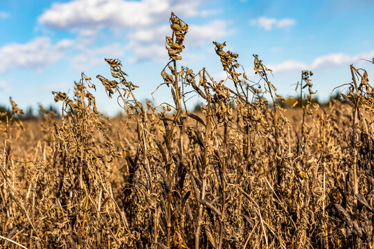 Close-up of Fava Beans (Faba sativa Moench) which are fully ripe, dry and ready for harvest with a blue, cloudy sky; Namao, Alberta, Canada