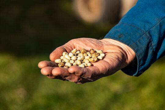 A close-up of a farmer's hand holding harvested Fava Beans (Faba sativa Moench) during the fall harvest; Namao, Edmonton, Alberta, Canada