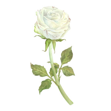White rose with leaves. Watercolor illustration. Isolated on a white background. For design of stickers, dishes, aprons, greeting cards, stationery, cosmetics, perfumes packaging, wedding invitation