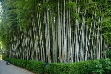Fototapeta na wymiar Bamboo forest in the park, Batumi