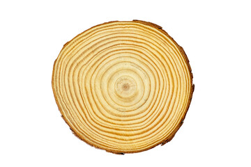 Fresh cut of a young tree. A piece of tree trunk or branch cut from the forest. Textured surface...