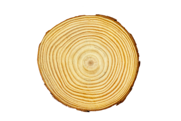 Fresh cut of a young tree. A piece of tree trunk or branch cut from the forest. Textured surface with rings. Neutral brown hardwood forest background on transparent background png