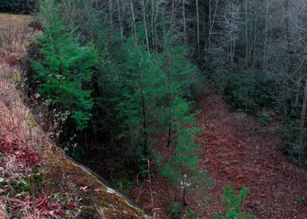 path in the woods