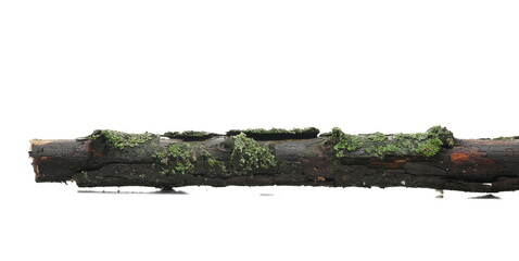 Green lichen on rotten, wet branch isolated on white, side view