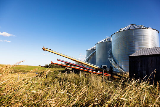 Row of grain storage bins in a grain field with grain augers at the ready; Alcomdale, Alberta, Canada