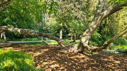 Large tree growing in city park with unusual twisted branches