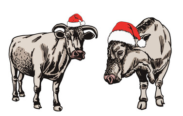 Vector color set of  cows in Santa Claus red hat isolated on white background, hand-drawn illustration