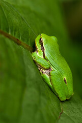 tree frog - Hyla arborea