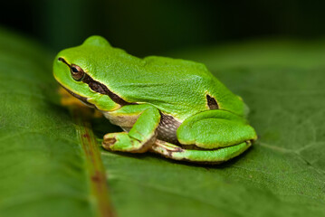 tree frog - Hyla arborea