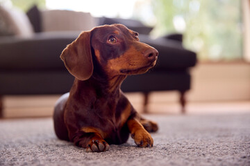 Pet Dachshund Dog Lying On Rug On Lounge Floor At Home