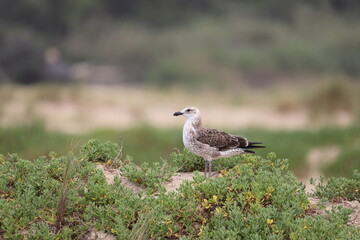 Seagull in South Africa