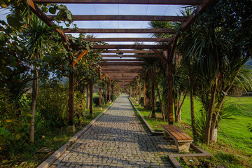 Green tunnel made from plants and wood in the park