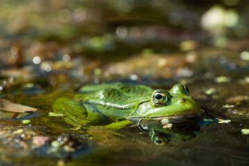 green frog - Rana esculenta