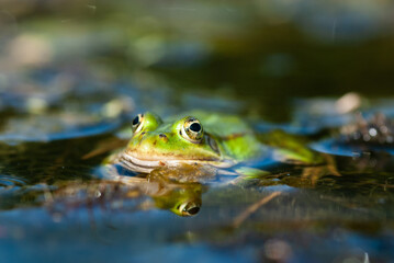green frog - Rana esculenta