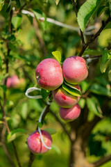 red apples in the garden