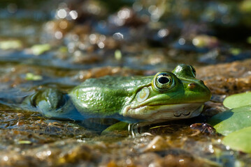green frog - Rana esculenta