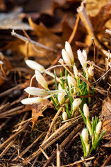 First Spring crocus flowers in frost