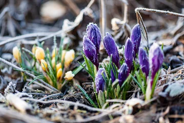 Fotobehang Krokus First Spring crocus flowers in frost  © Maksim Shebeko