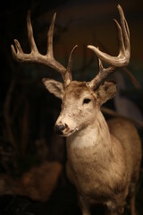buck with big antlers