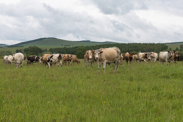 Cows of all stripes graze in a meadow against the background of mountains and blue sky.Some cows are looking at the camera. The concept of farming, cattle breeding,agriculture
