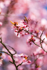 Cherry blossoms in full bloom