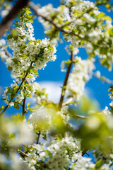 spring tree over blue sky