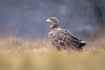 Fototapeta premium Sea eagle / white tailed eagle ( Haliaeetus albicilla)