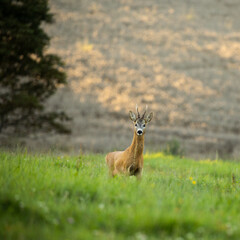 Naklejka na ściany i meble Majestic roe deer on pasture in warm evening light