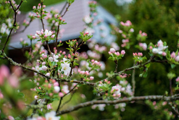 apple tree with pink flowers closeup