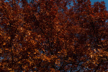 Autumn, yellow leaves on the trees. Autumn Park. Maple tree.