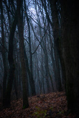 Fototapeta premium fog in the forest Forest in the night . Night landscape. Nightsky and clouds . Stars in the sky . Lights of the moon . Evening forest . Landscapes of Ukraine . Night and morning time 