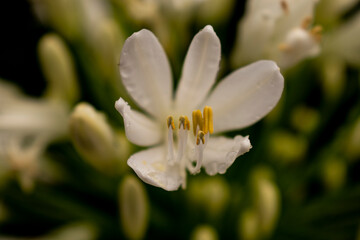 white spring flower