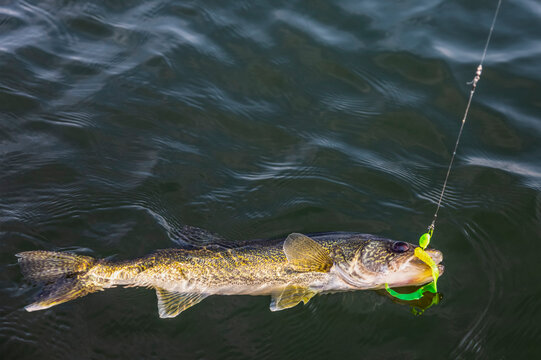 Fresh caught walleye in the water with a green lure in it's mouth, Lac Ste. Anne; Alberta Beach, Alberta, Canada