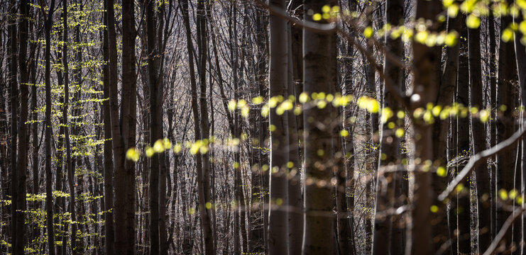 Scenic spring forest panorama image - canope of beech forest heading into the lovely spring season (high resolution image)