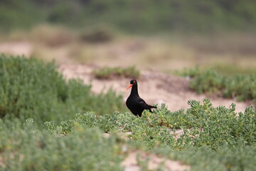 Oystercatcher in South Africa