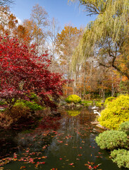 Obraz premium Autumn trees reflected in pond