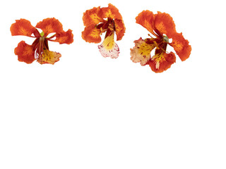 Poinciana regia or Delonix regia flowers isolated and cut out. Transparent background. Other names:...