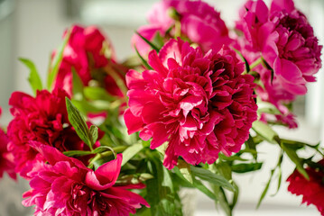 nice peonies in the vase