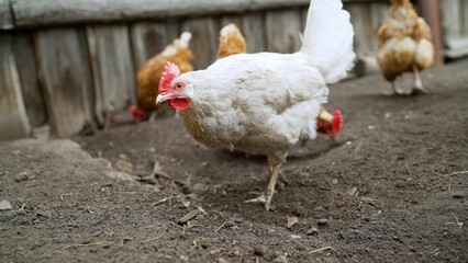 Portrait of a white domestic chicken in the yard of a private house. White chicken in the yard of a private house.