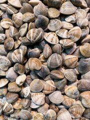 Málaga clams (carved carpet shells) freshly harvested. As displayed in a fish market.