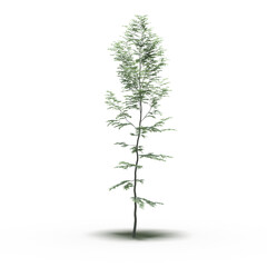 Obraz premium large tree with a shadow under it, isolated on a transparent background, 3D illustration, cg render 
