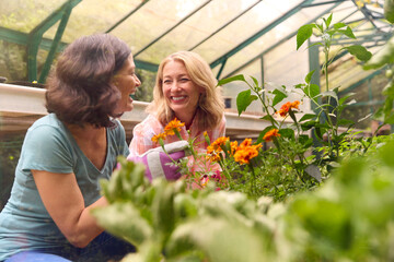 Mature Same Sex Female Couple Working In Greenhouse Looking After Vegetables And Plants Together